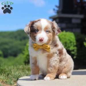 Corry, Miniature Australian Shepherd Puppy